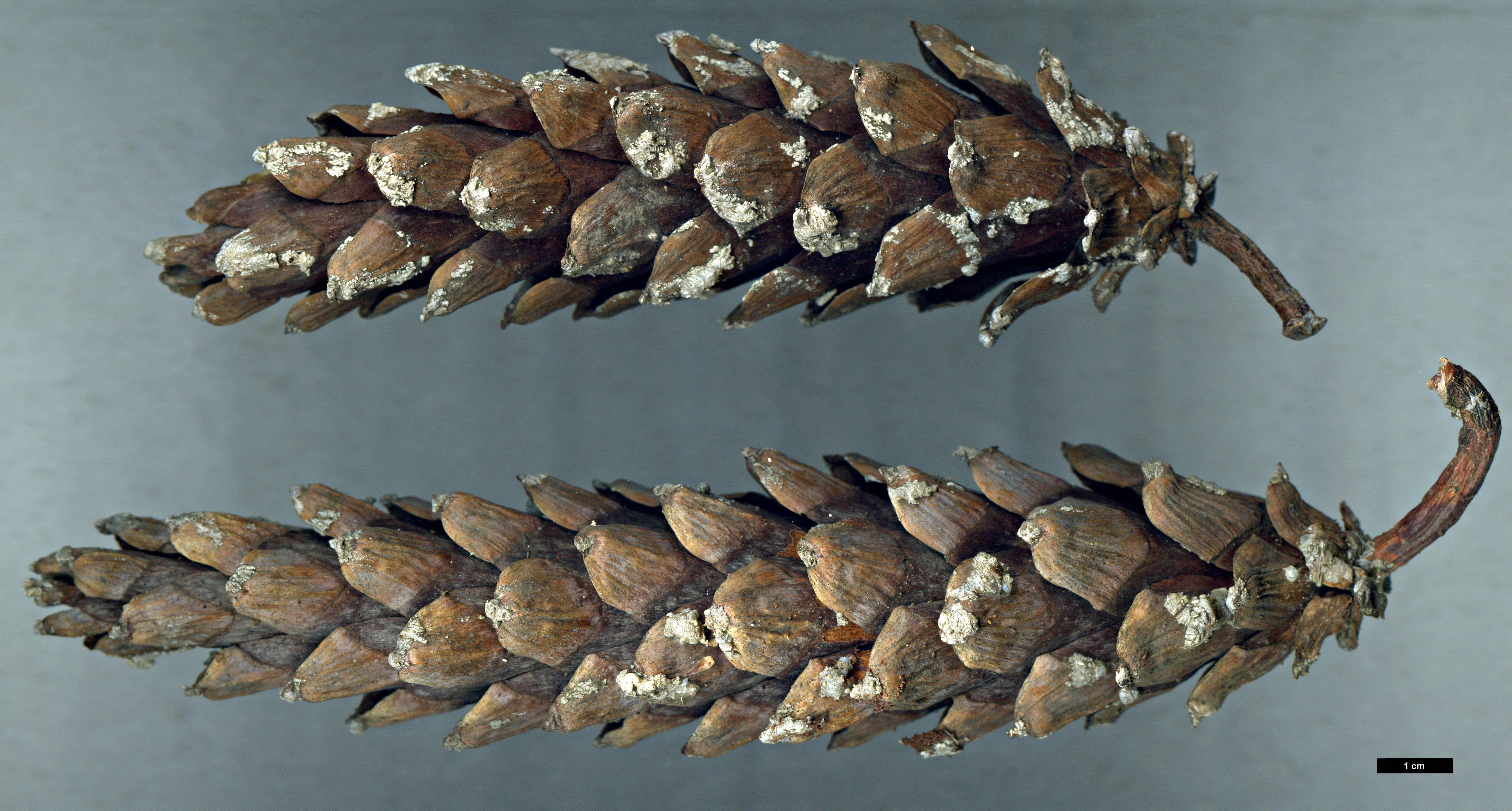 High resolution image: Family: Pinaceae - Genus: Pinus - Taxon: ×schwerinii (P.strobus × P.wallichiana)